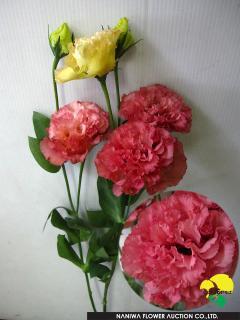 Eustoma Voyage Apricot.jpg